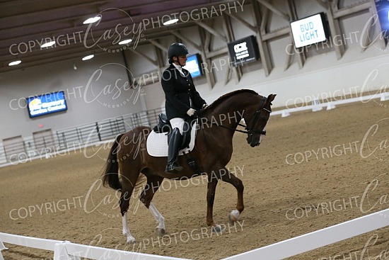2025 Morgan Medallion Horse Show