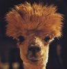 Awful Llama