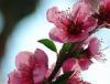 cherryblossom