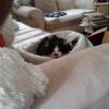 Salemkitty