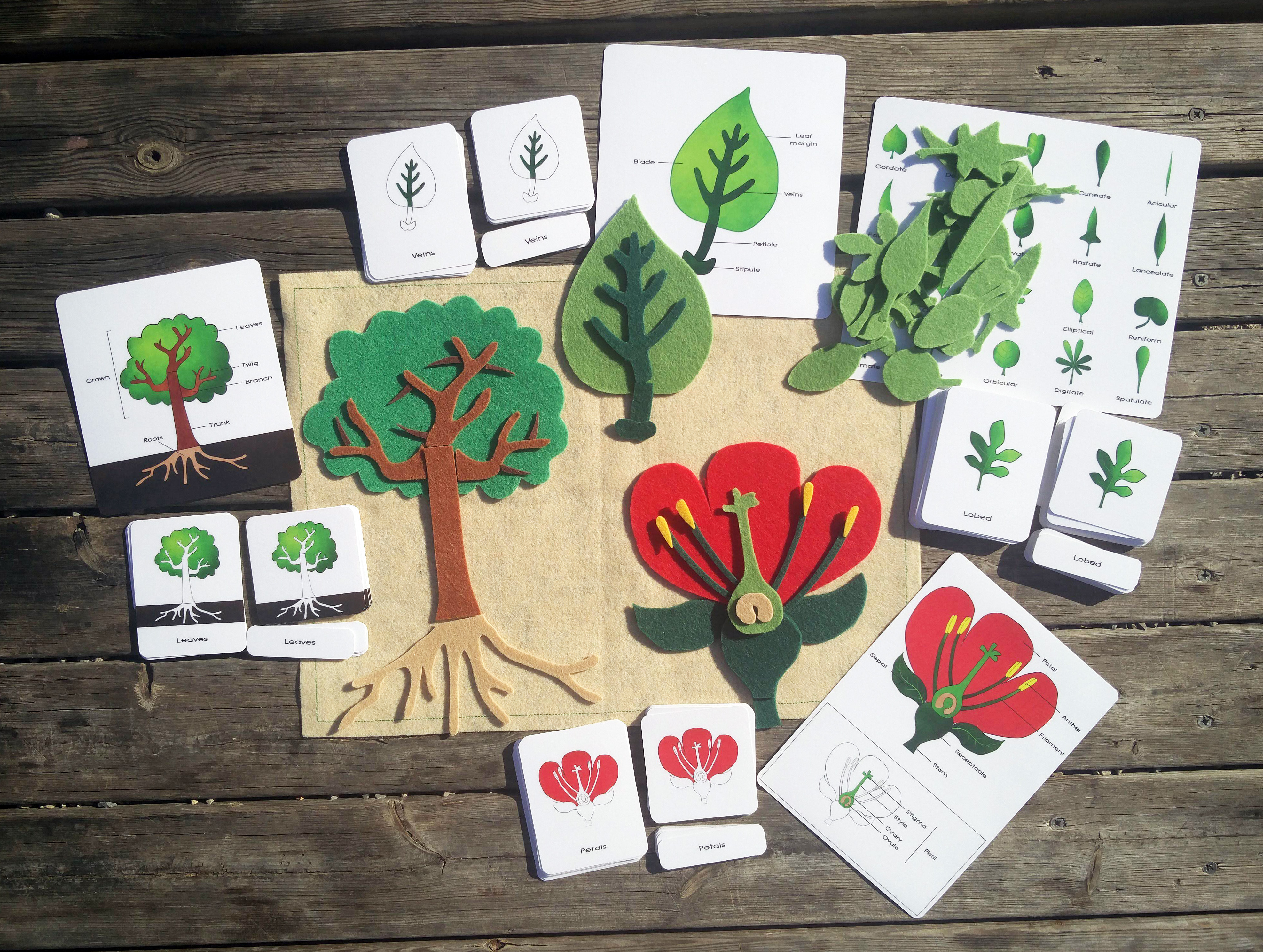 Montessori Botany Parts Of A Plant Charts 3 Part Card vrogue.co