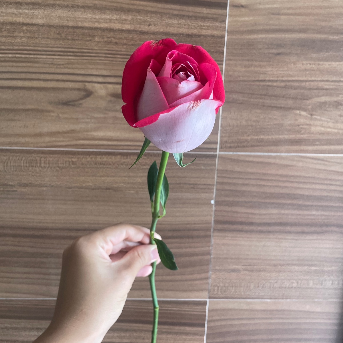Rosa a unidade