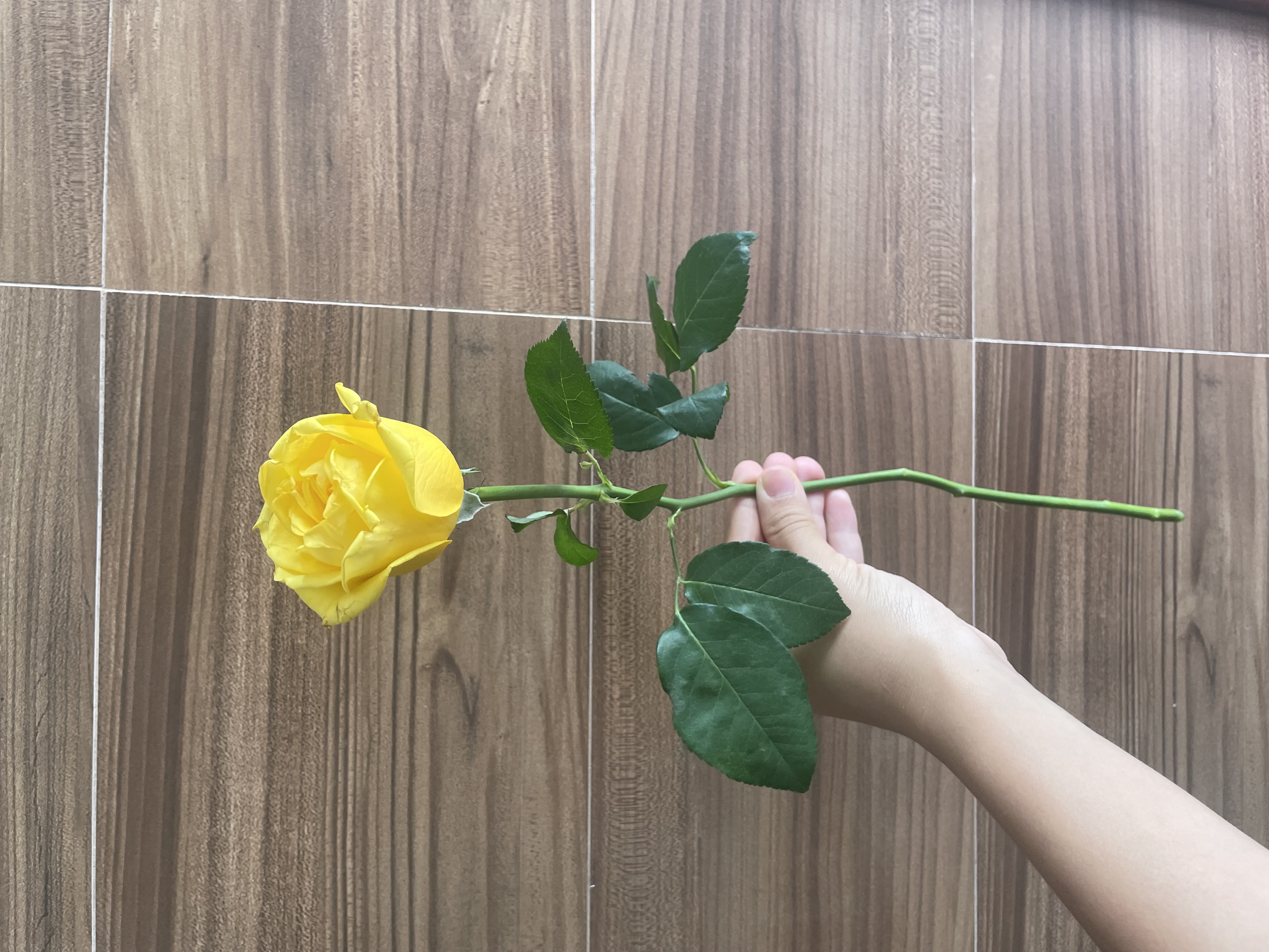 Rosa a unidade