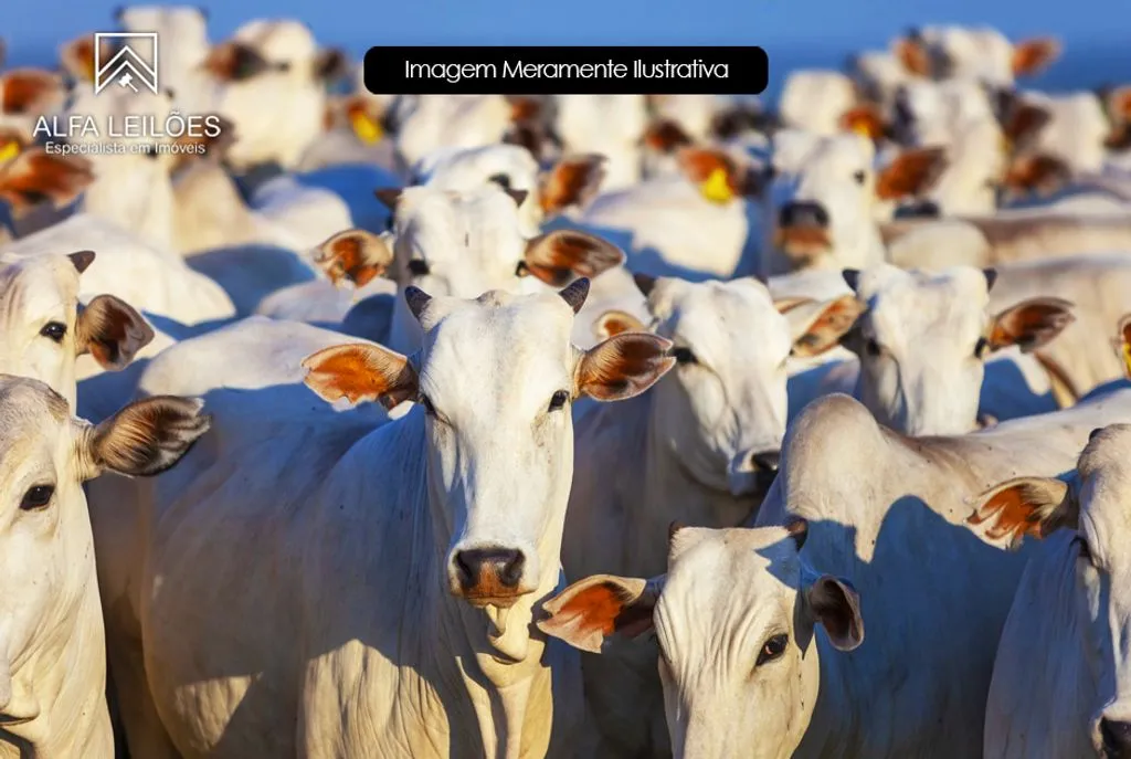 Buriti Bravo (MA) - 21 Semoventes