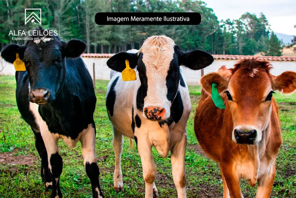 Leilão 15 Vacas Mestiças em Santos Dumont (MG)