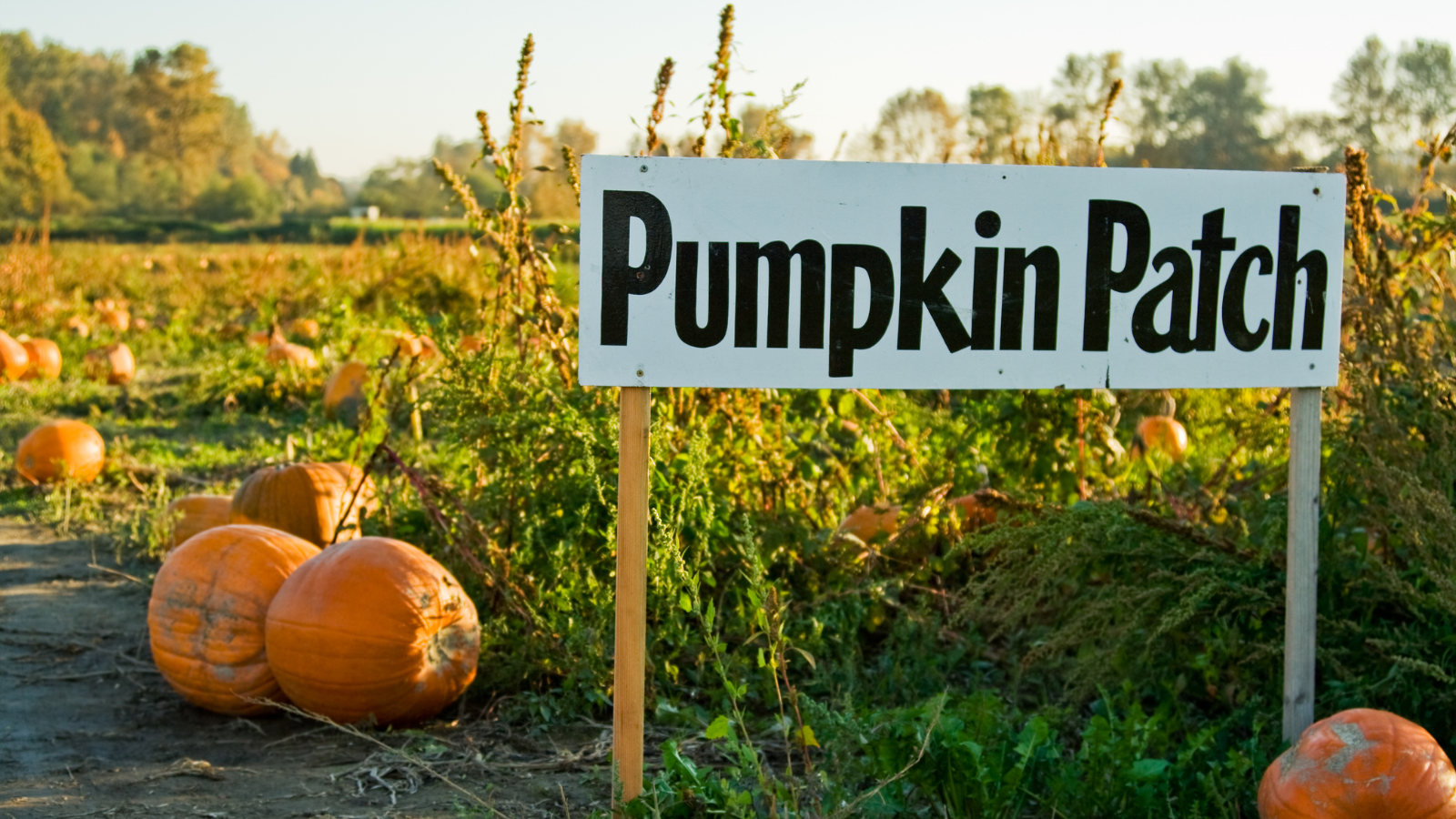 Iowa’s Best Pumpkin Patches to Visit This Fall: Family Fun from Boone to Donnellson