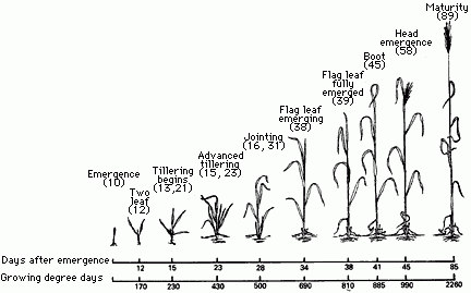 Spring Barley growth chart