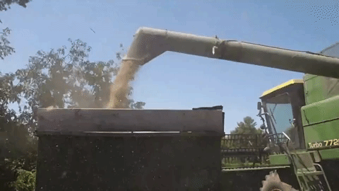 image of combine harvesting grain