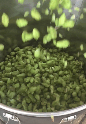 falling hops