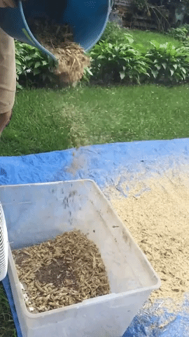 winnowing burbank purple barley