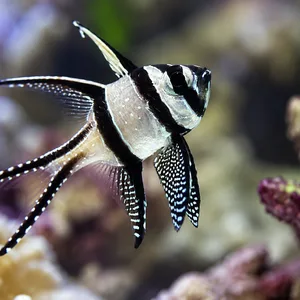 Banggai cardinalfish with black-and-white striped fins swimming in front of a softly blurred reef tank background.