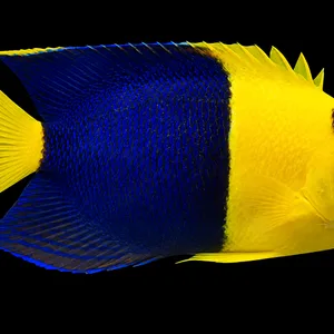 Bicolor angelfish (Centropyge bicolor), with yellow head and tail and a deep blue body, facing right against a black background.
