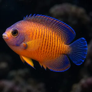 AI-generated coral beauty angelfish swimming left and slightly toward the viewer, with a dark, blurred coral background.