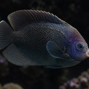 AI-generated black nox angelfish (Centropyge nox) swimming right at a slight angle against a very dark, blurred reef.