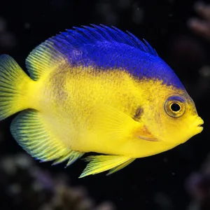 AI-generated Blue Back Colini angelfish (Centropyge colini) swimming right at a slight angle against a very dark, blurred reef.