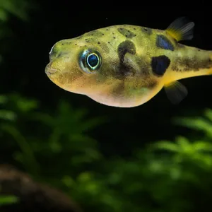 Close-up of a pea pufferfish (Carinotetraodon travancoricus) swimming in a dark, densely planted aquarium, showing a yellow-green body with black spots, iridescent blue eye, and soft-focused aquatic plants in the background.