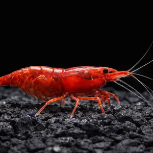 Ultra high-definition macro image of a bright red cherry shrimp (Neocaridina davidi) facing right, sharply detailed against a solid black background, resting on dark volcanic rock substrate with crisp texture and high contrast lighting.