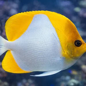 Ultra-high-definition image of a yellow and white butterflyfish swimming in a marine aquarium, with enhanced coloration, crisp fin detail, and a softly blurred reef tank background of corals and rock creating a natural underwater setting.