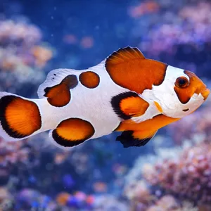 High-definition image of a designer clownfish with irregular orange patches outlined in black on a white body, swimming in front of a softly blurred coral reef aquarium background with vibrant marine colors.