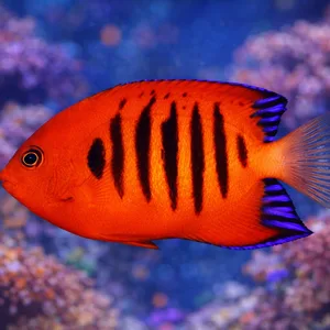 Ultra-high-definition image of a flame angelfish (Centropyge loriculus) with bright red-orange coloration, vertical black stripes, and blue-edged fins swimming in front of a softly blurred coral reef aquarium background.