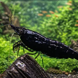 Black Rose Neocaridina freshwater shrimp perched on driftwood in a lush planted aquarium with dense green aquatic plants and soft-focused fish in the background.