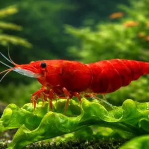 Bloody Mary Neocaridina shrimp standing on a green aquatic plant leaf in a freshwater planted aquarium with a softly blurred background of aquatic plants.