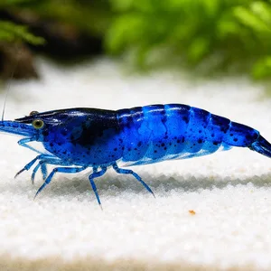 Blue Rili Neocaridina shrimp walking across fine white sand in a freshwater aquarium with softly blurred green aquatic plants in the background.