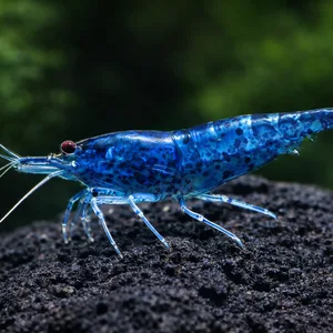 Blue Dream Neocaridina shrimp standing on porous black lava rock in a freshwater aquarium with a softly blurred green aquatic plant background.