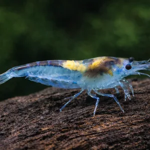 Transparent freshwater Blue Jelly Neocaridina shrimp with yellow saddle walking across textured driftwood in a planted aquarium with a soft green background.