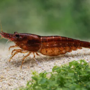 Reddish-brown Chocolate Neocaridina shrimp walking across natural aquarium sand with Süsswassertang moss in the foreground and a softly blurred green aquatic plant background.