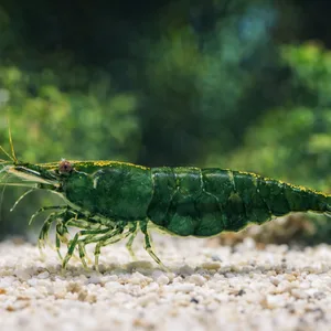 Green Jade Neocaridina shrimp standing on white aquarium gravel with a dark, softly blurred planted tank background.