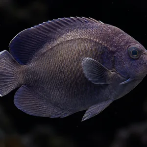 Blue Velvet Angelfish swimming right above a dark, blurred reef; AI-generated aquarium view.