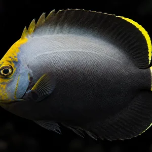 Black Velvet Angelfish facing left against a dark, blurred reef; AI-generated aquarium view.