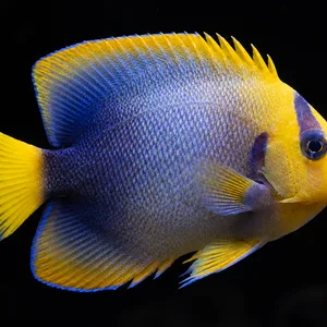 African Angelfish swimming right in a nearly black reef aquarium; AI-generated view.