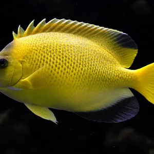 Armitage Angelfish swimming left in a nearly black aquarium; AI-generated view.