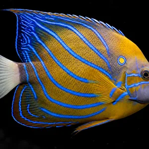 Annularis Angelfish swimming right in a nearly black aquarium; AI-generated view.