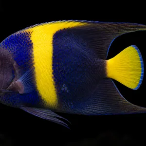 Asfur Angelfish swimming left in a nearly black aquarium, with a yellow band and tail; AI-generated view.