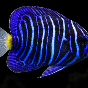 Juvenile Bali Aquarich Asfur Angelfish swimming right, showing blue-white bars in a dim aquarium; AI-generated view.