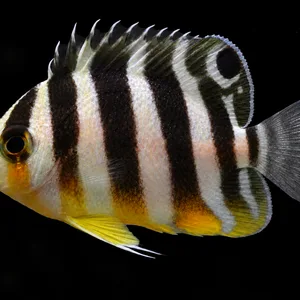 Banded Multifasciatus Angelfish swimming left with black-and-white bars and yellow accents; AI-generated aquarium view.