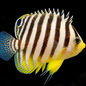 Barred Angelfish swimming right, showing brown bars, yellow fins and blue tail rays; AI-generated aquarium view.
