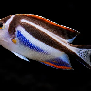 Female Bellus Angelfish swimming upward to the left with dark stripes and orange fin edges; AI-generated aquarium view.