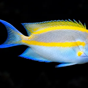 Male Bellus Angelfish swimming right with yellow stripes and blue forked tail; AI-generated aquarium view.