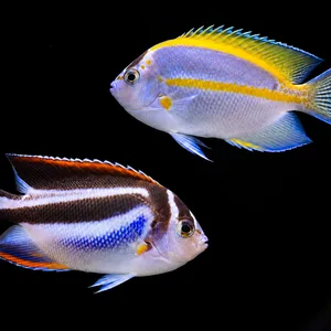 Male and female Bellus Angelfish swimming in opposite directions in a dark aquarium; AI-generated view.