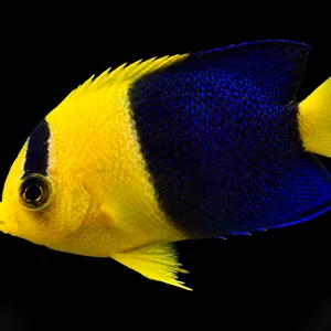 Bali Aquarich Bicolor Angelfish swimming left, with a yellow front and deep blue rear body; AI-generated aquarium view.