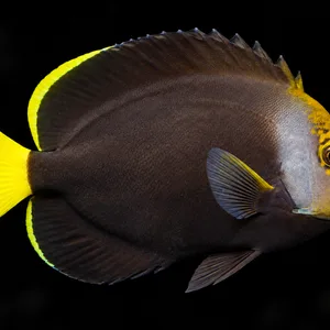 Black Phantom Angelfish swimming right with a charcoal body, yellow tail and patterned yellow face; AI-generated aquarium view.