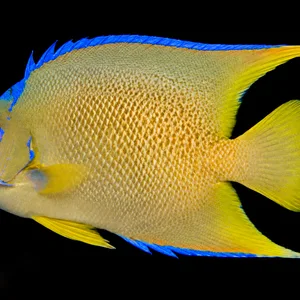 Adult Blue Angelfish swimming left with gold scales and bright blue fin edges; AI-generated aquarium view.