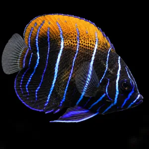 Juvenile Blue Girdled Angelfish swimming right with blue vertical lines and a gold upper back; AI-generated aquarium view.