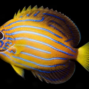 Blue Line Angelfish swimming left with blue horizontal stripes across a gold body; AI-generated aquarium view.