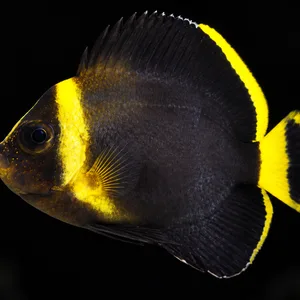 Juvenile Blue Maze Angelfish swimming left with a yellow head band and yellow-edged dark tail; AI-generated aquarium view.