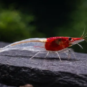 Little Red Riding Hood Neocaridina shrimp with a bright red head and translucent body standing on a dark slate rock in a freshwater aquarium with a softly blurred planted background.